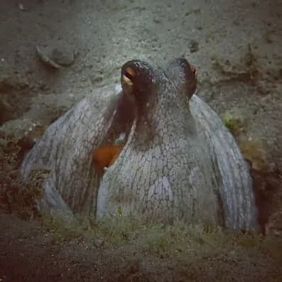 Common Octopus