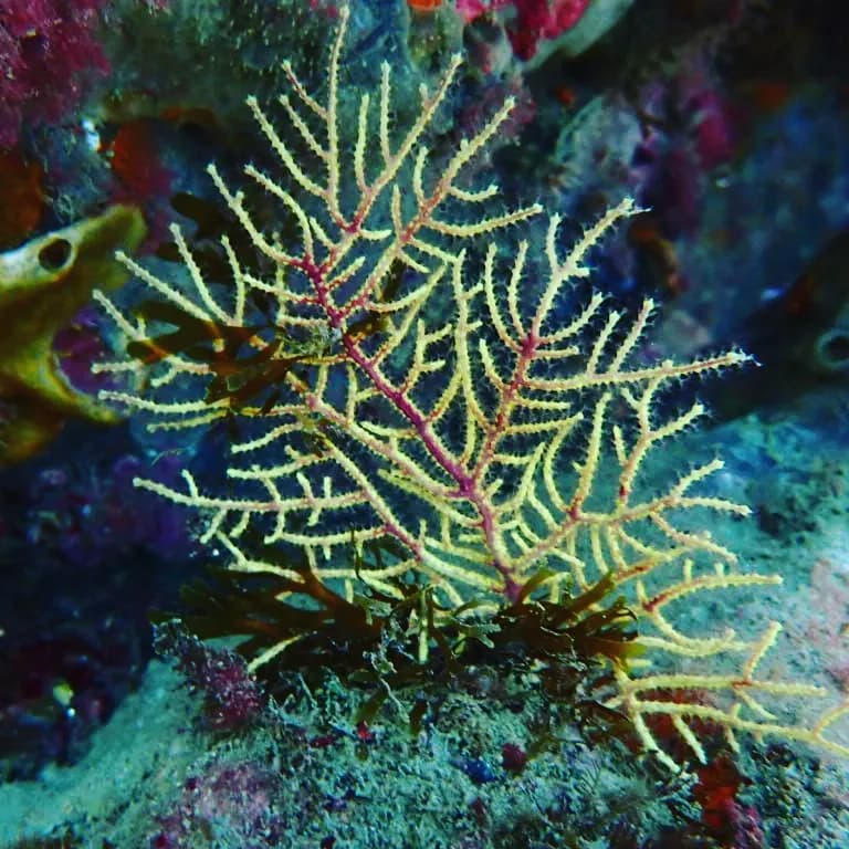 Gorgonians