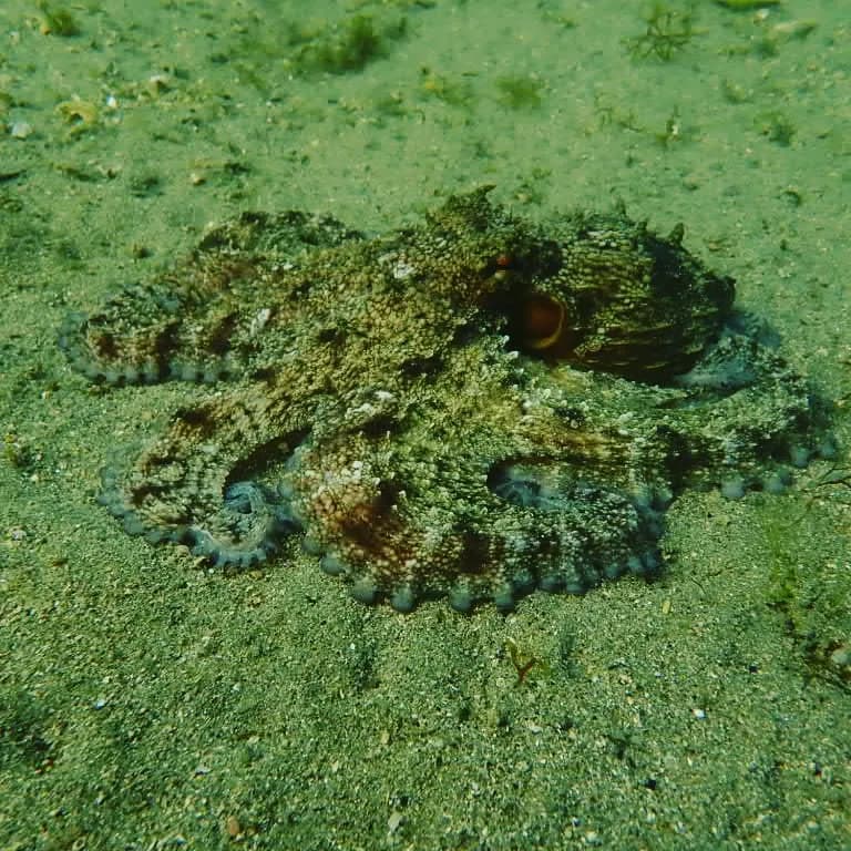 Horned Octopus 