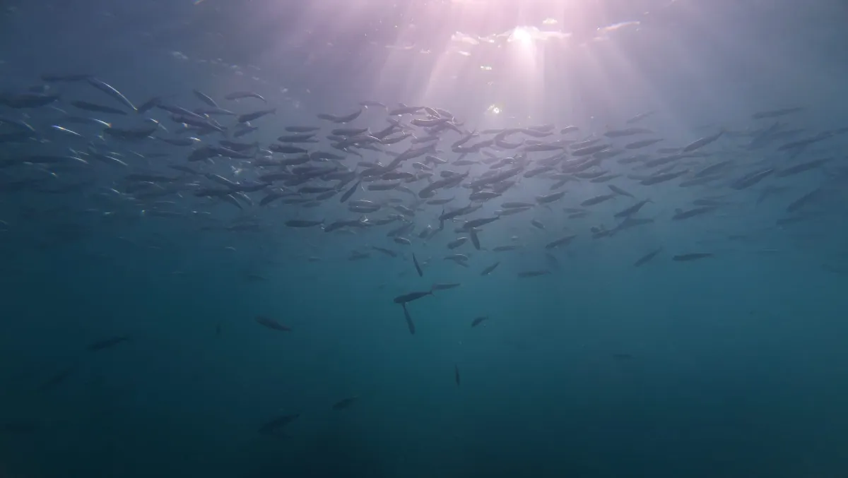 Sardines