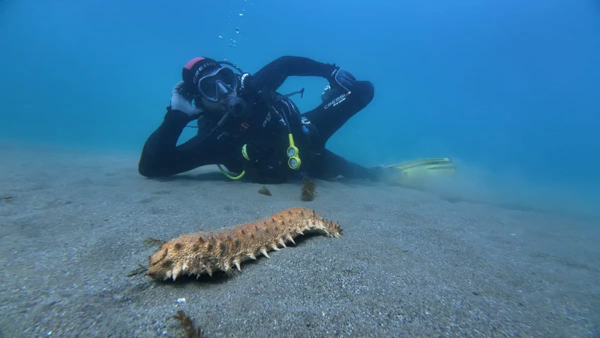 Sea Cucumber