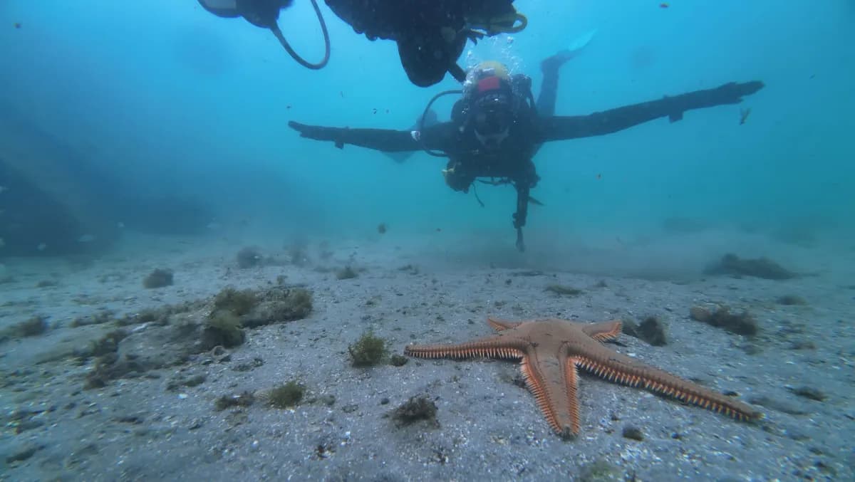 Sea Stars