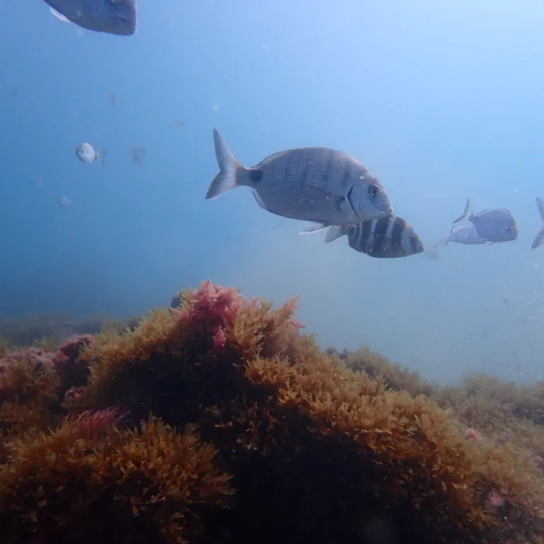 Zebra Sea Bream