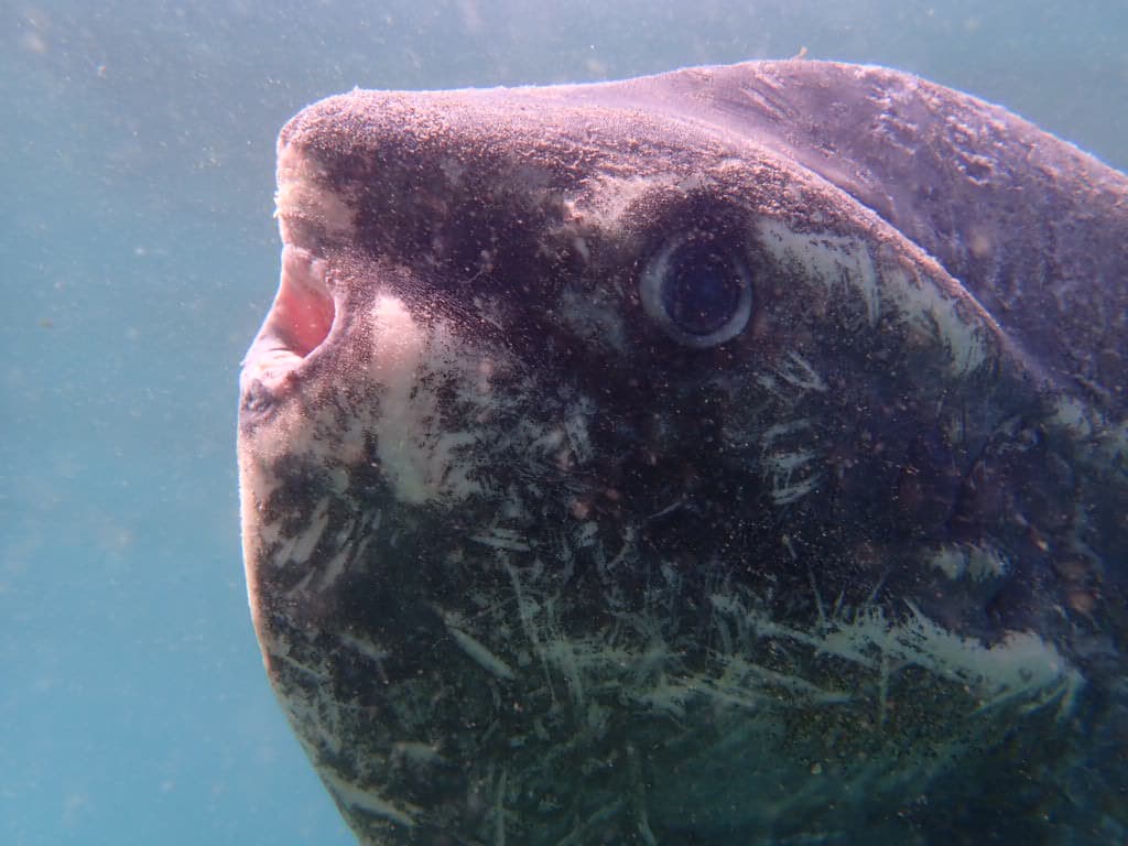 Guided dive excursion