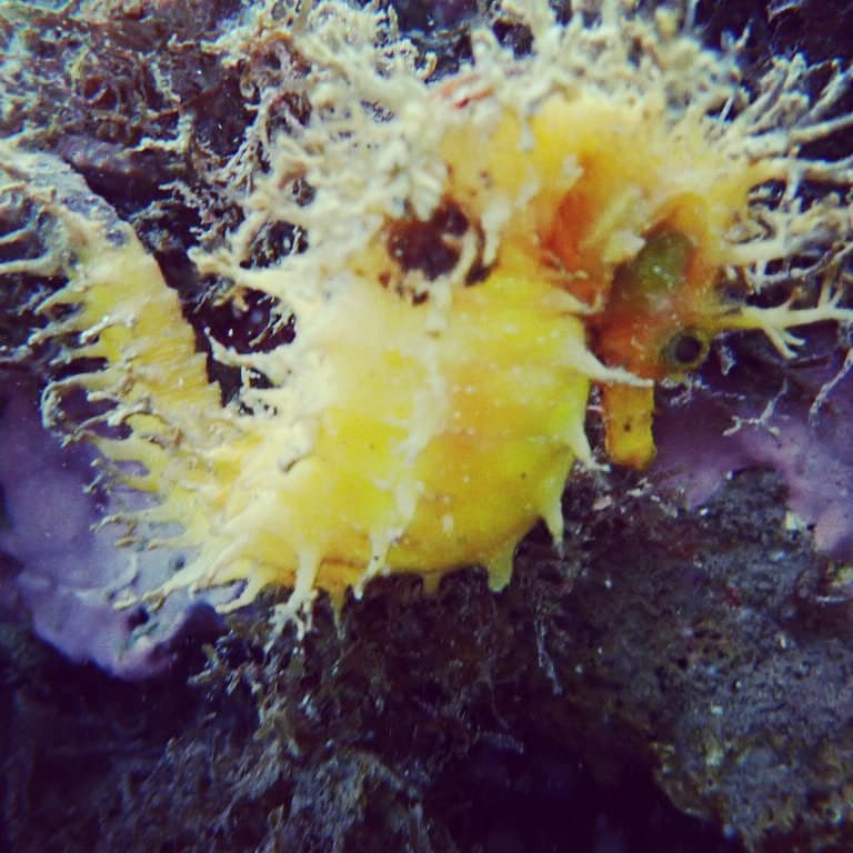 Scuba diving Casares Costa del Sol
