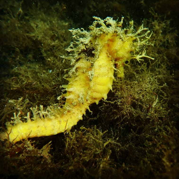 Underwater exploration Estepona