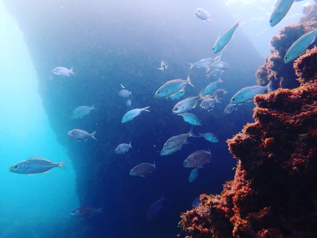Guided dive Sotogrande
