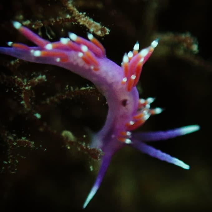 Underwater photography Spain