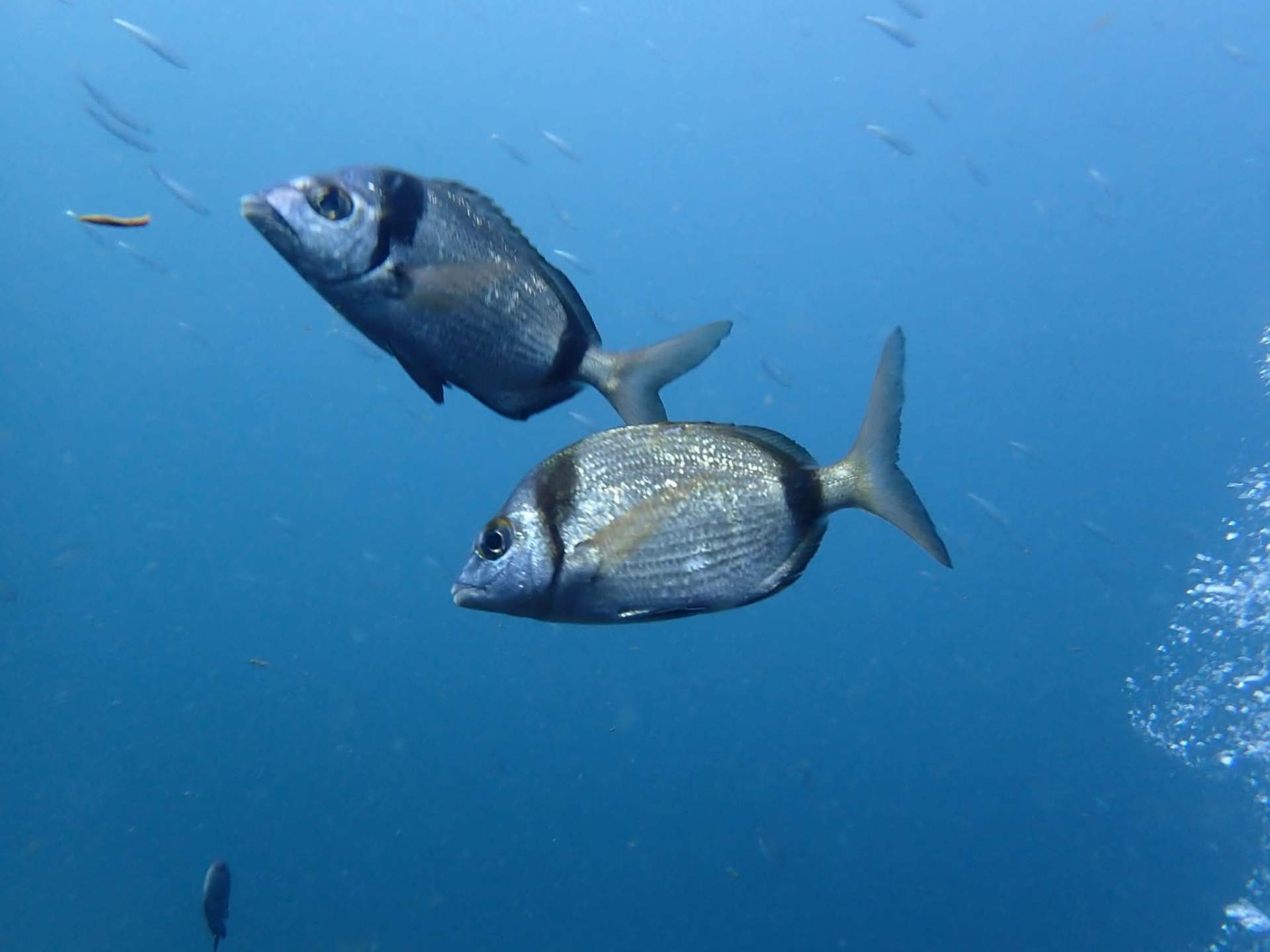Le Lys Wreck