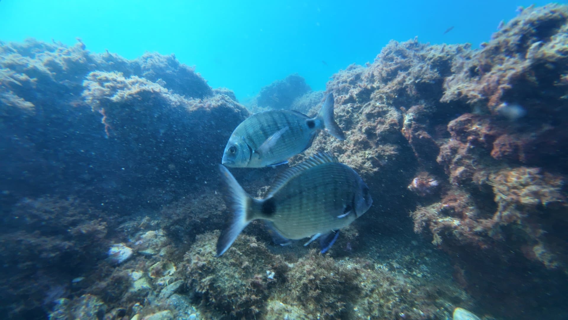 Le Lys Wreck