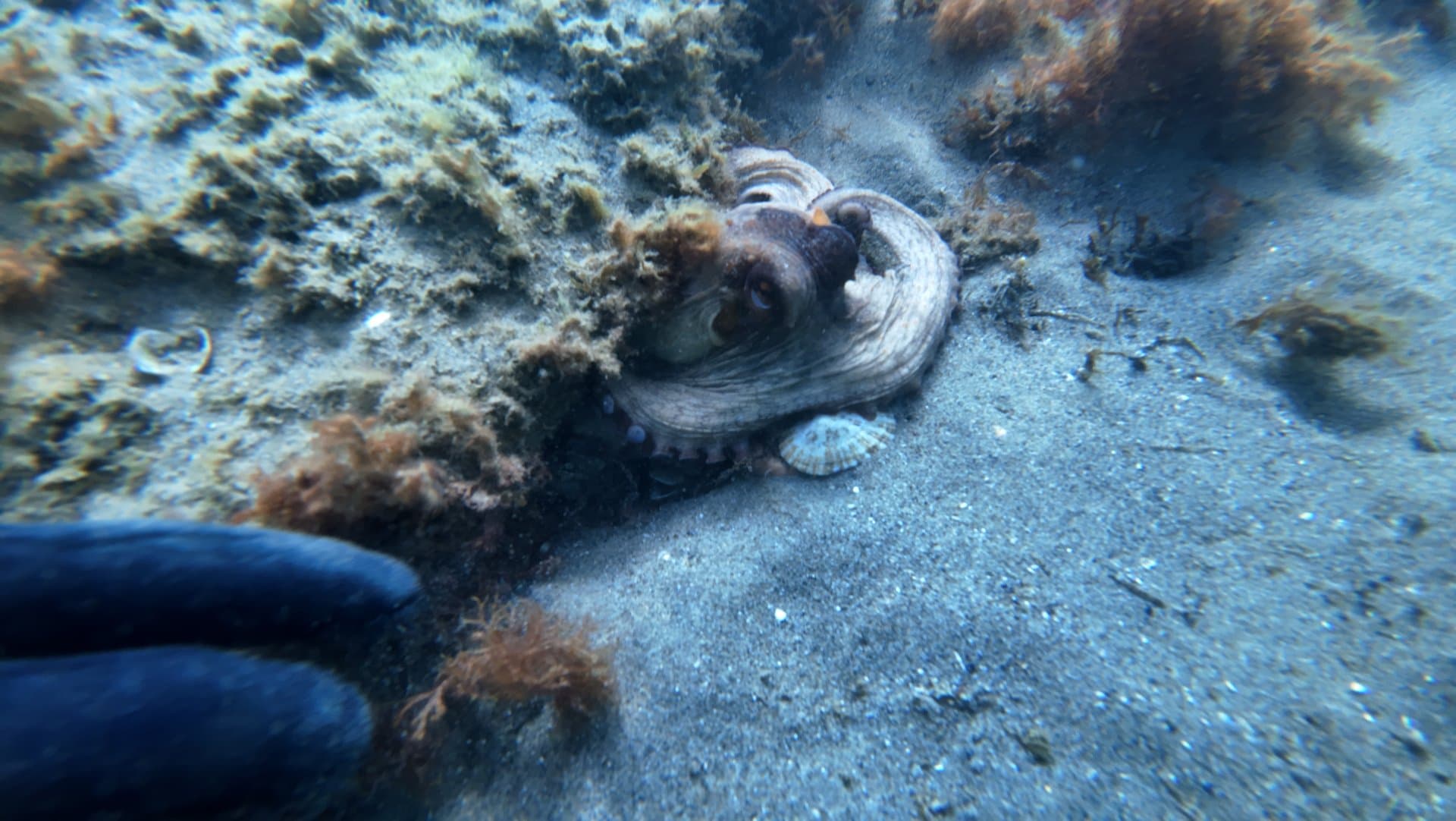 Le Lys Wreck