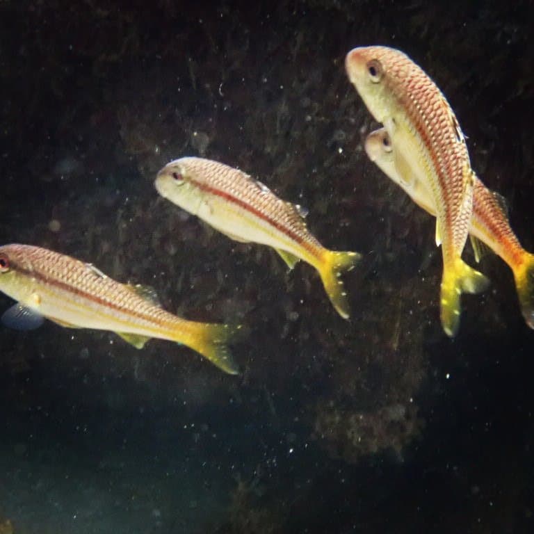 Red Mullet