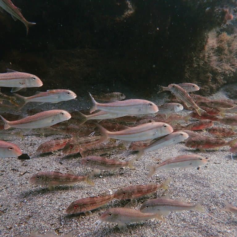 Red Mullet