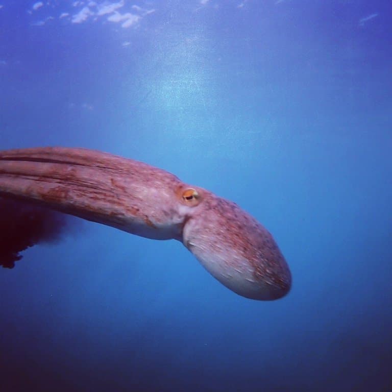 Gewöhnlicher Krake