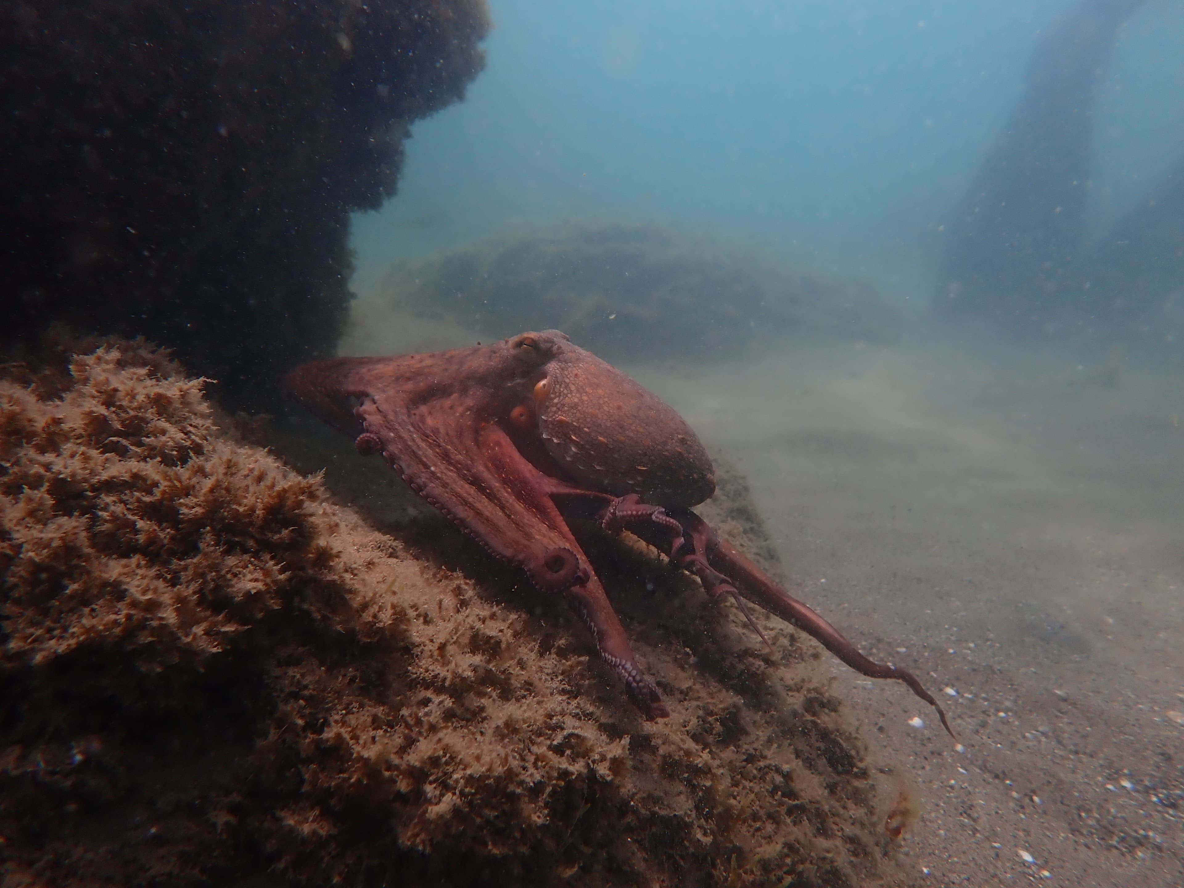 Gewone Octopus, Costa del Sol