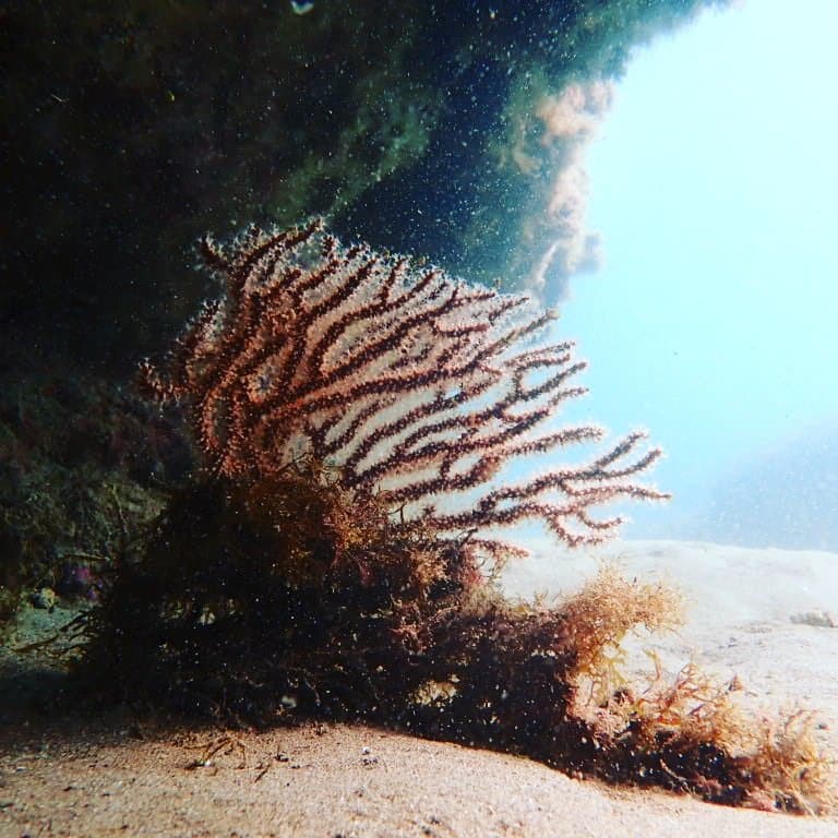Gorgonien