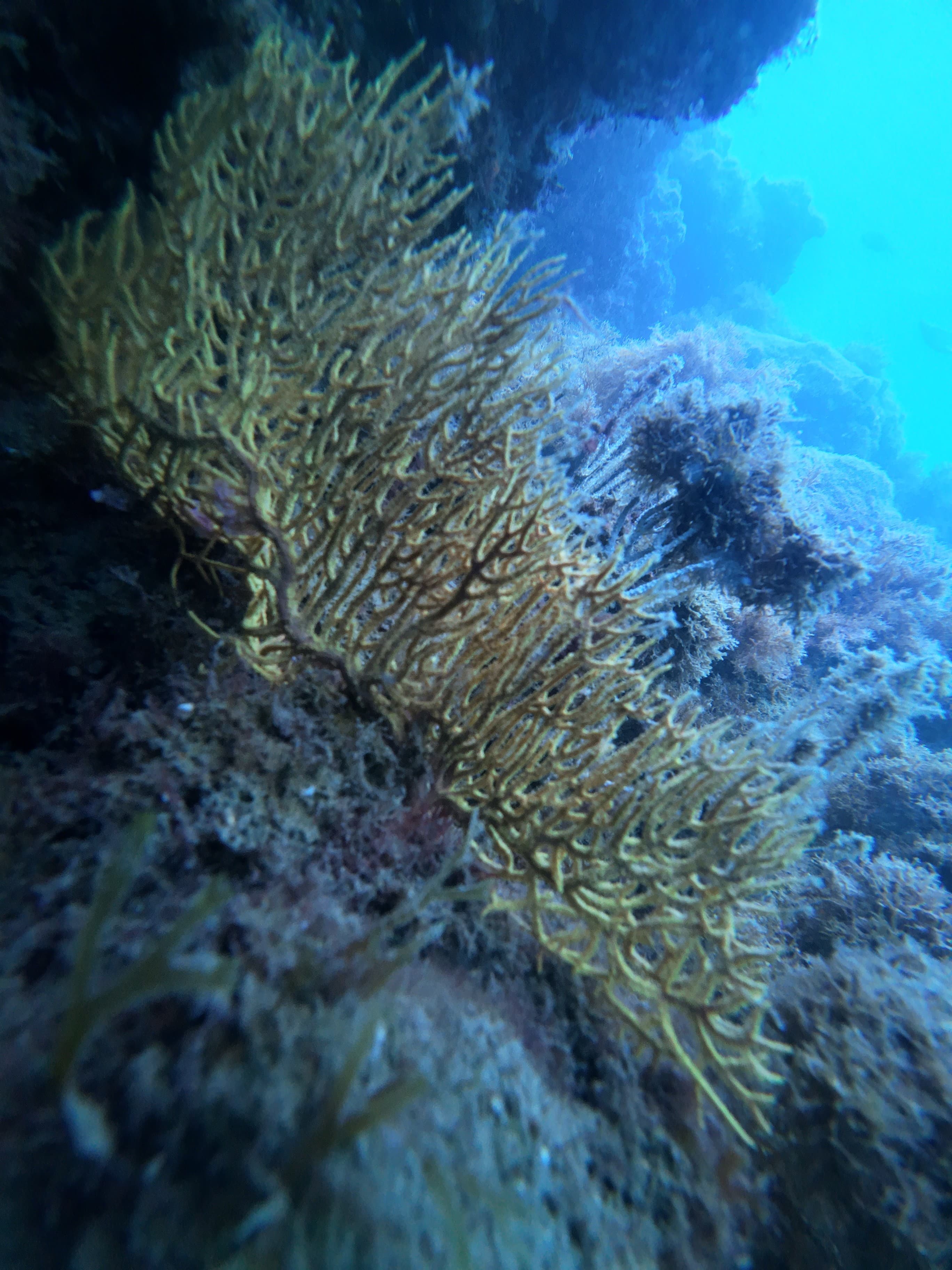 Gorgonians, Costa del Sol