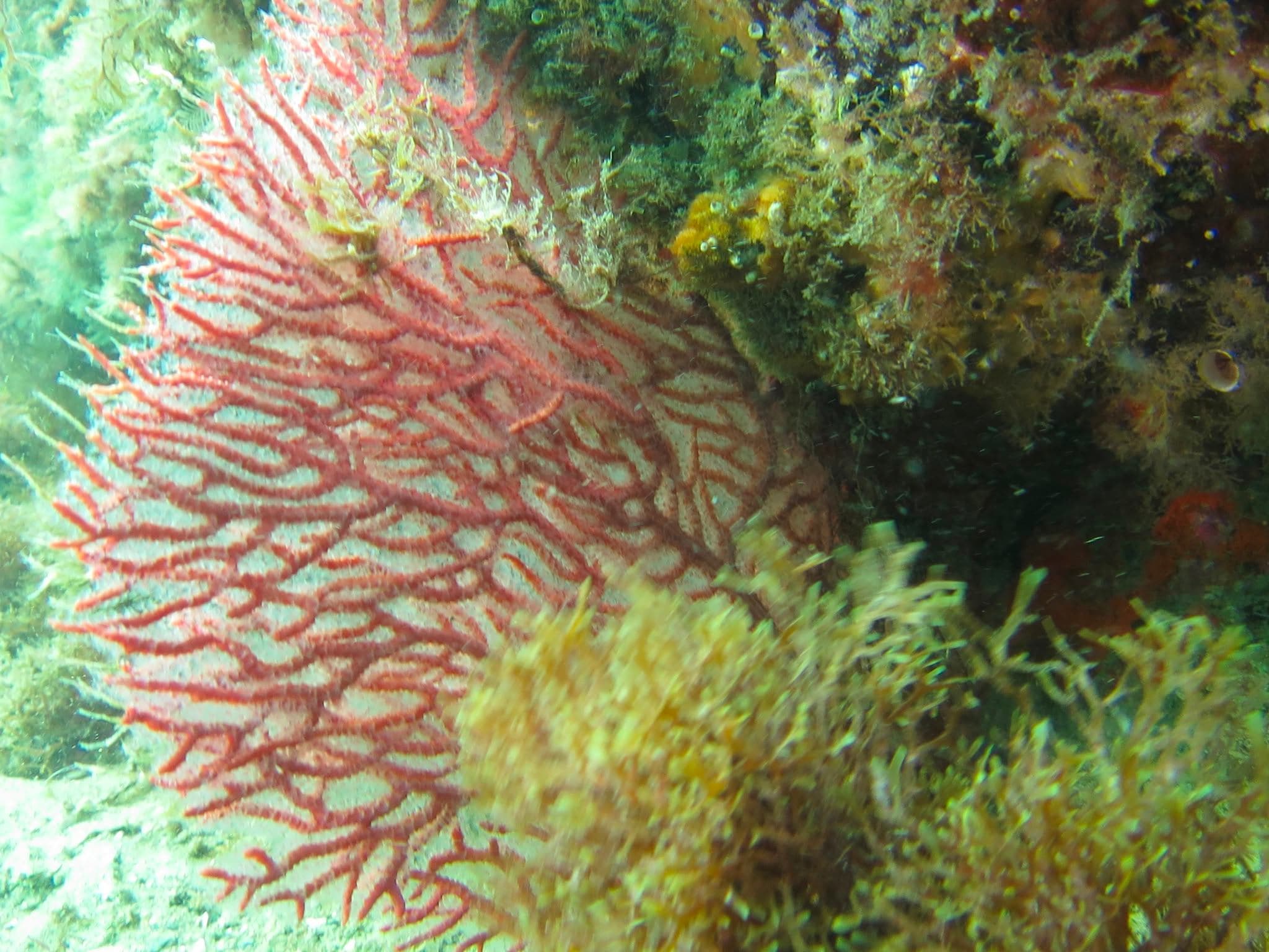 Gorgonien, Costa del Sol