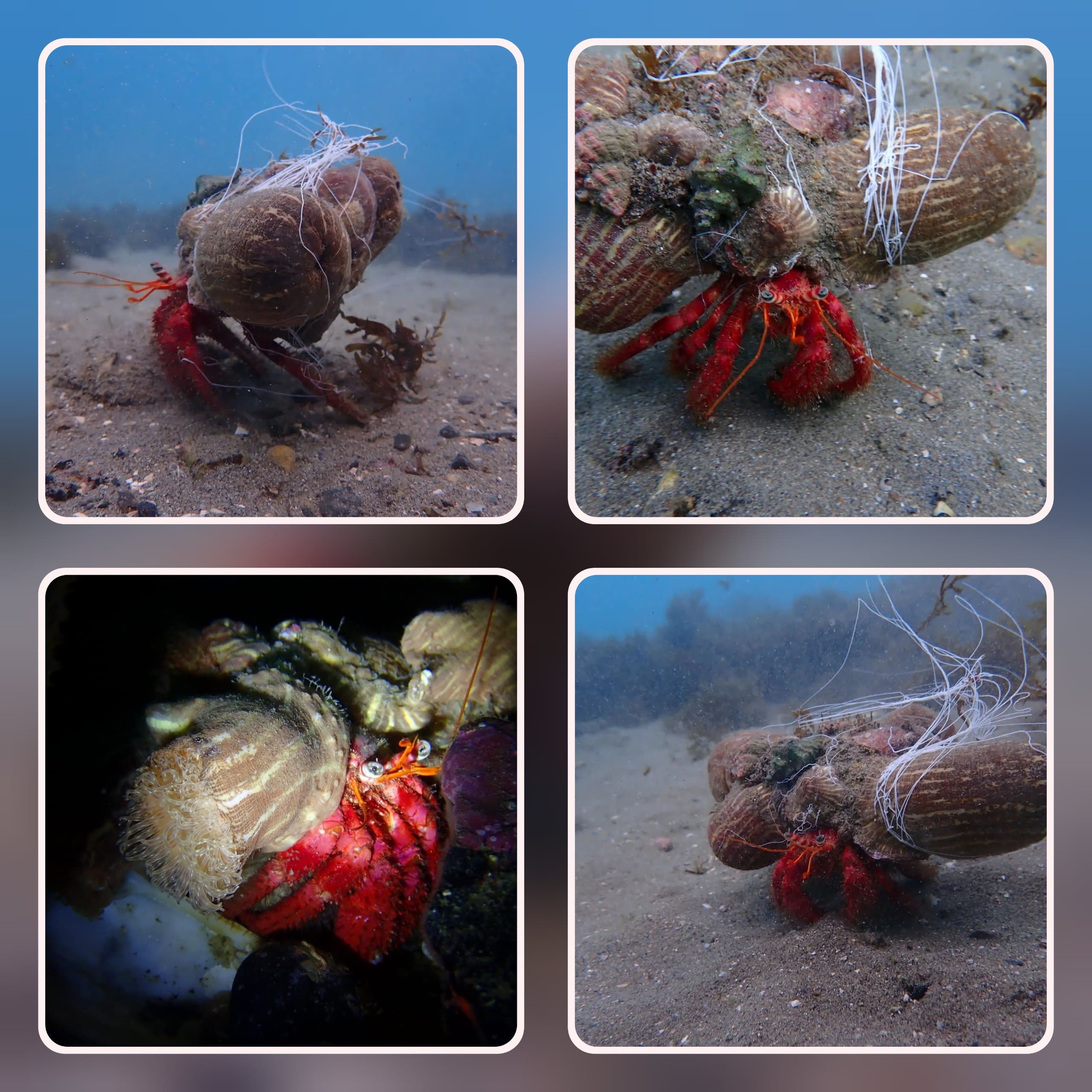 Hermit Crab