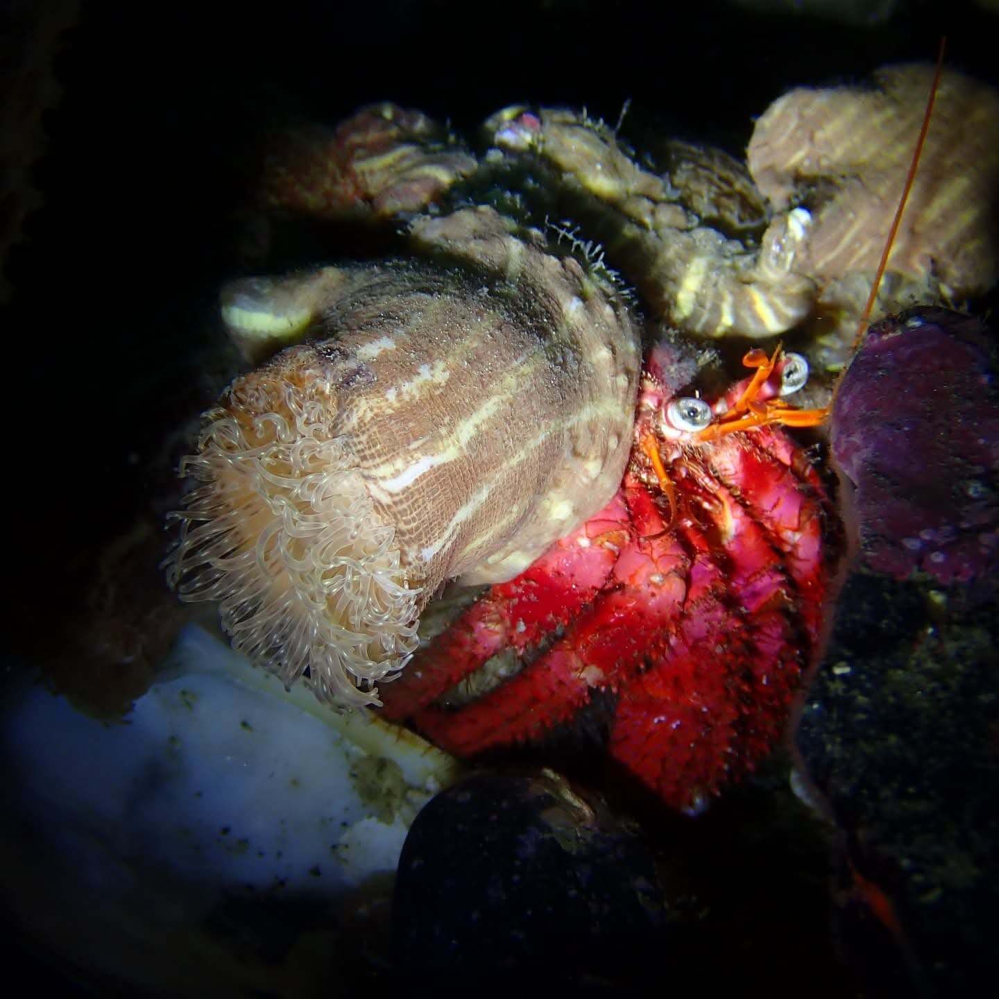 Hermit Crab