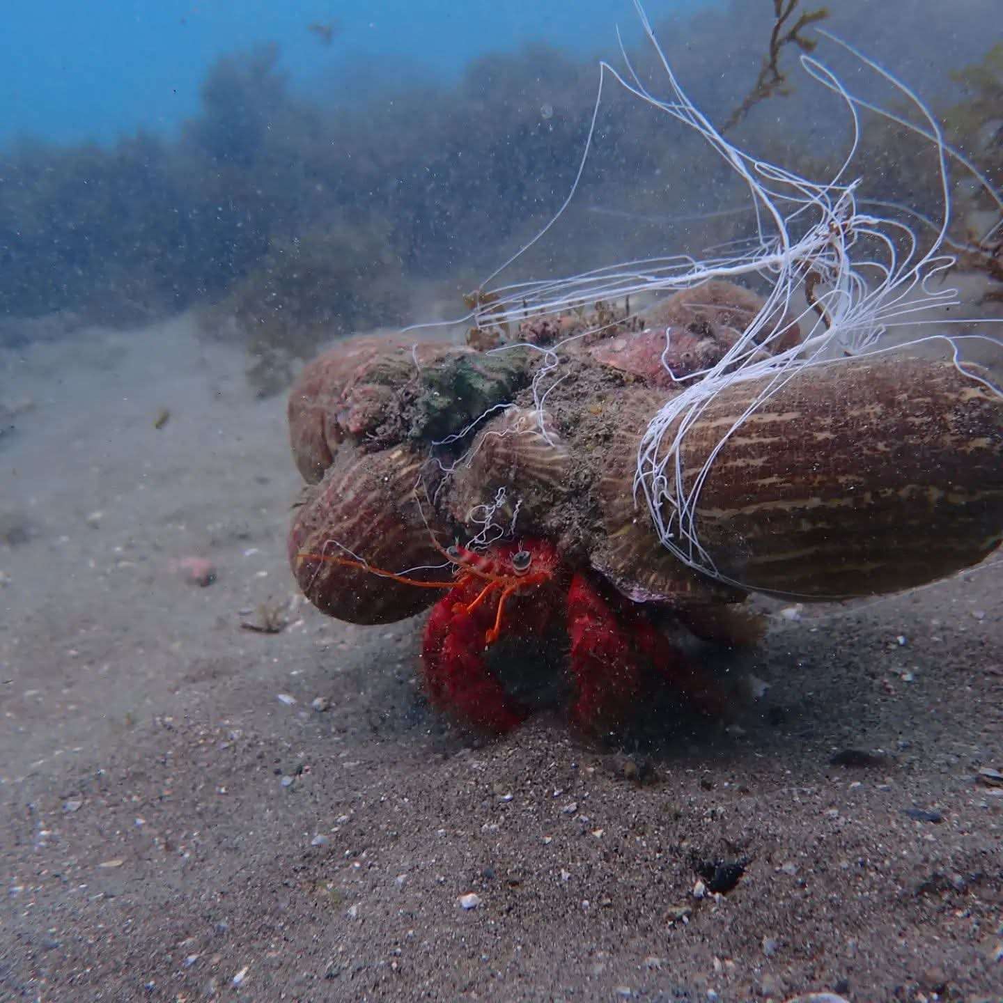 Hermit Crab