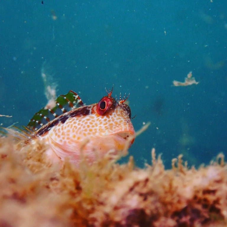 Tompot-Schleimfisch
