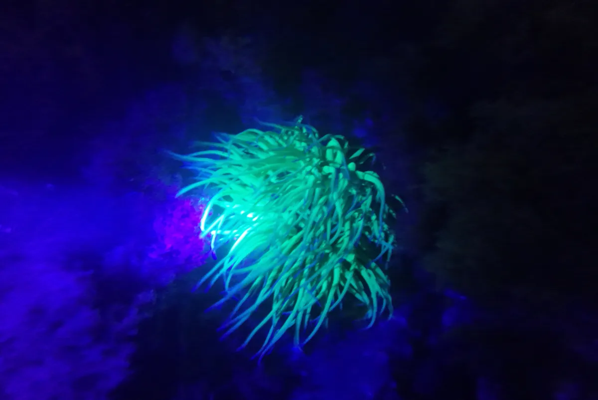 Night Dive
