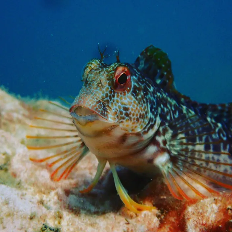 Dive Excursion — Multi Dive