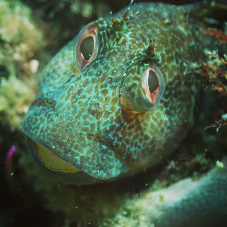 Black-Faced Blenny