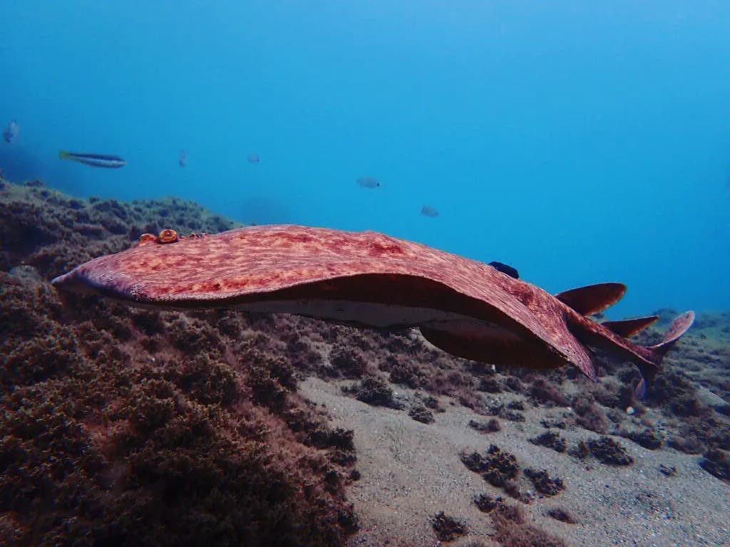Marbled Electric Ray